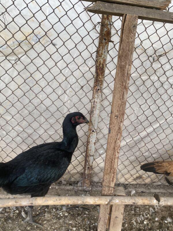 baysov tovuk  jüje - Фарап - img 3