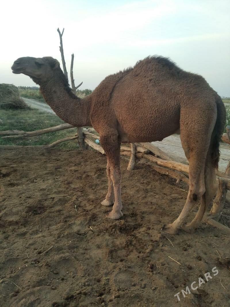 erkek - Baýramaly - img 1