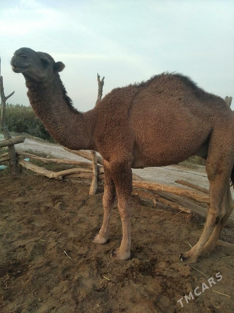 erkek - Байрамали - img 3