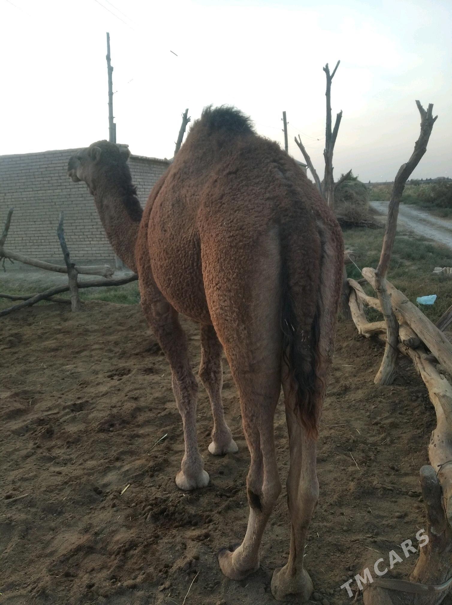 erkek - Байрамали - img 2