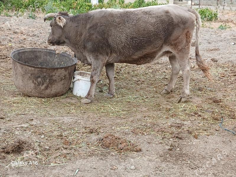 gtsyr sygyr - Бахарден - img 2