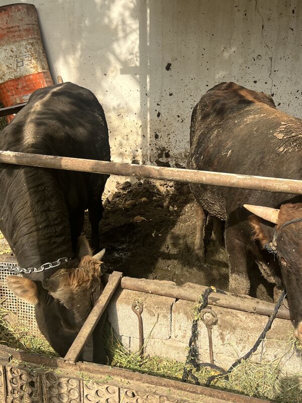 Öküz - Bagyr - img 3