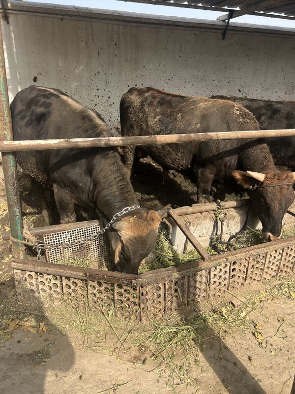 Öküz - Bagyr - img 4