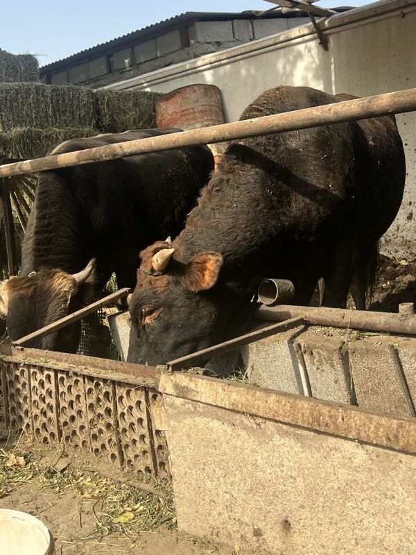 Öküz - Bagyr - img 2