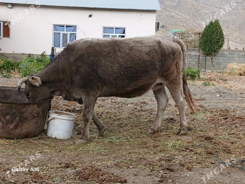 gtsyr sygyr - Бахарден - img 4