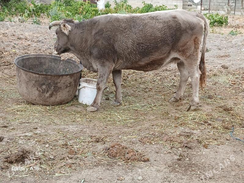 gtsyr sygyr - Бахарден - img 3