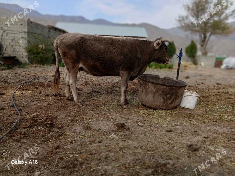 gtsyr sygyr - Бахарден - img 7