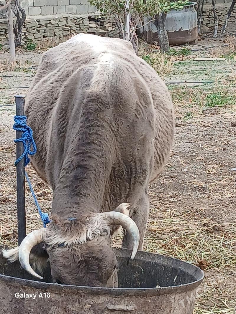 gtsyr sygyr - Бахарден - img 5