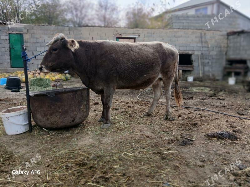 gtsyr sygyr - Бахарден - img 6