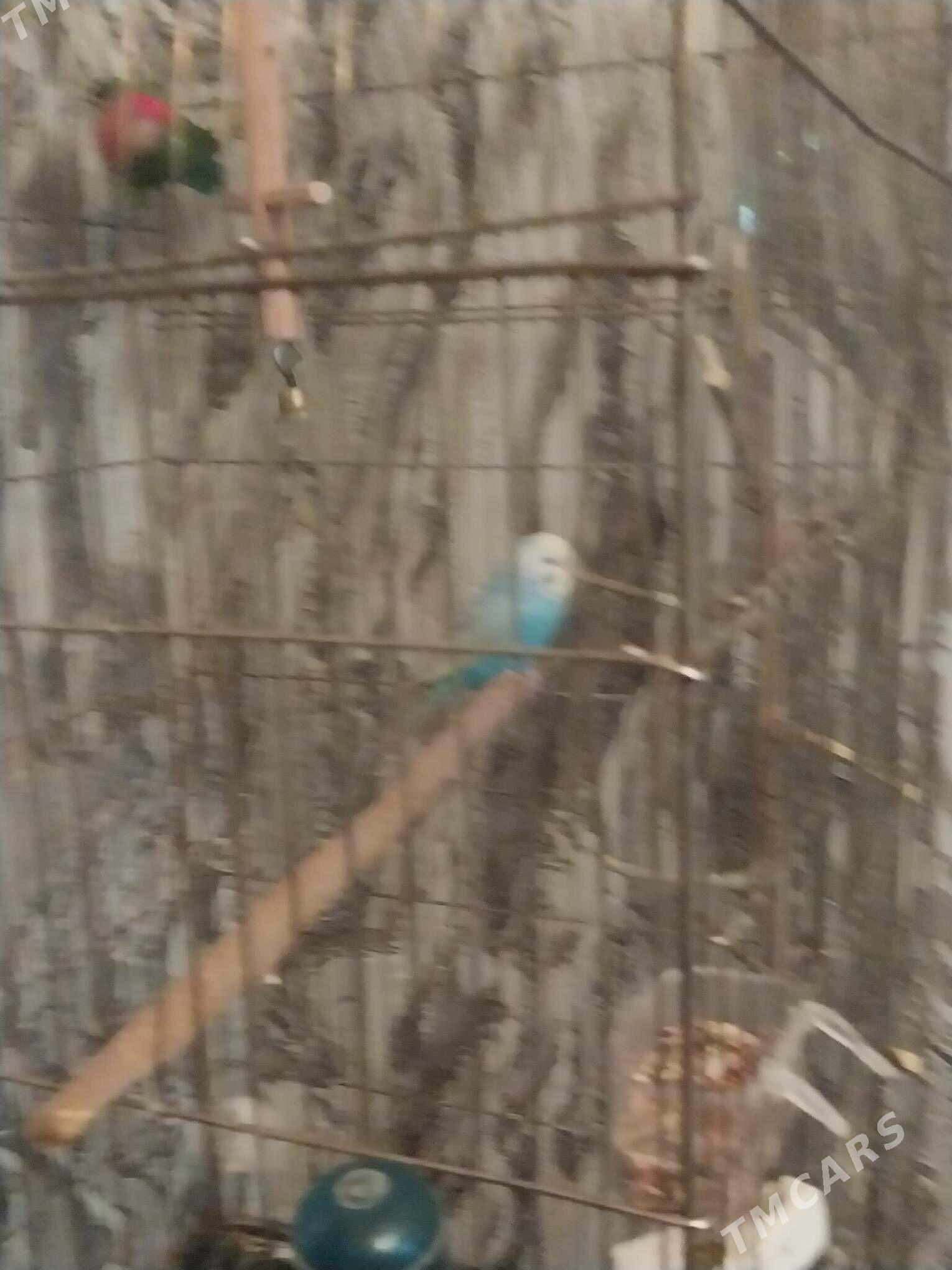 папугай - Ашхабад - img 1