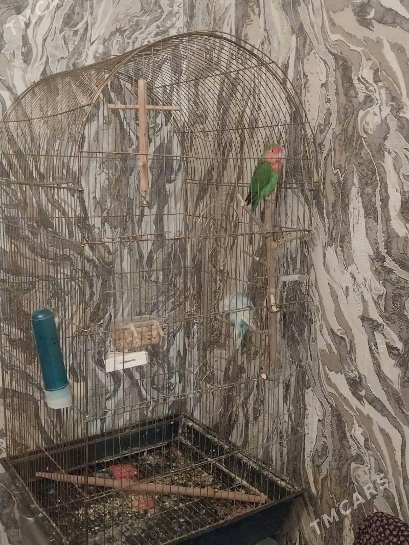 папугай - Ашхабад - img 3