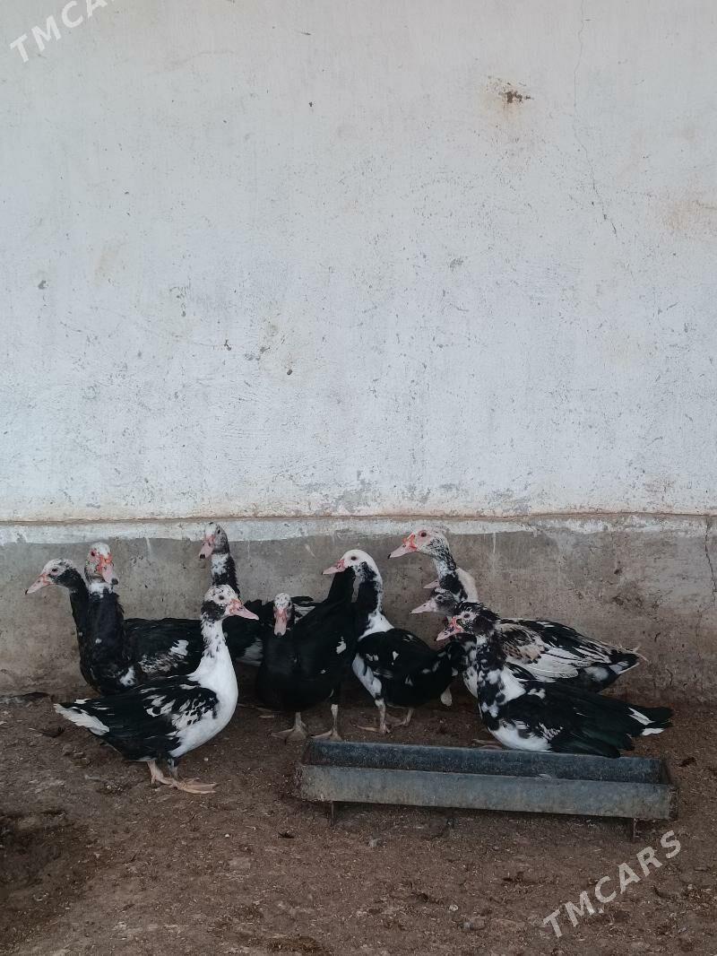 Ordek - Балканабат - img 2