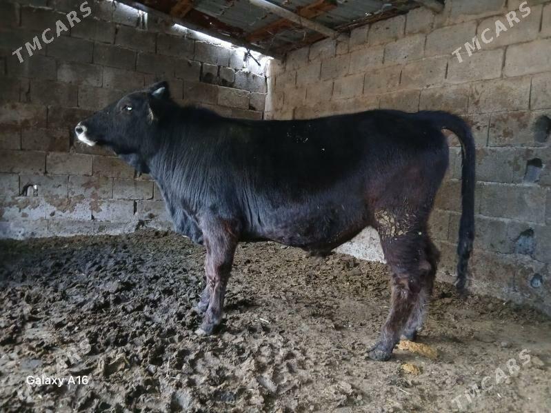 okiz - Бахарден - img 2