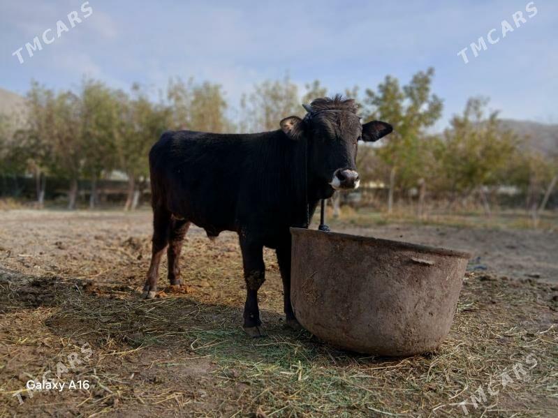 okiz - Бахарден - img 3