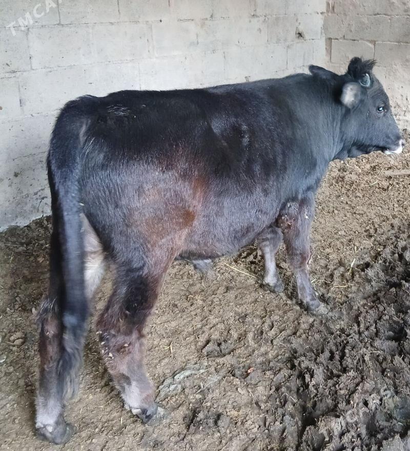 okiz - Бахарден - img 4