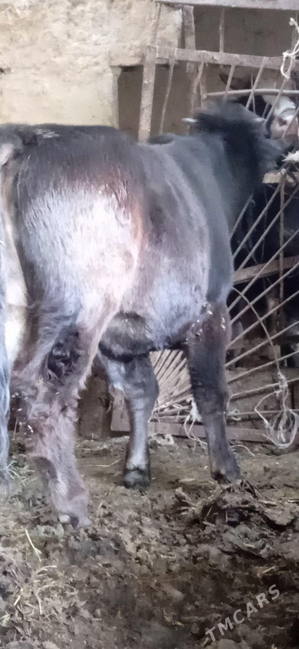 okiz - Бахарден - img 5