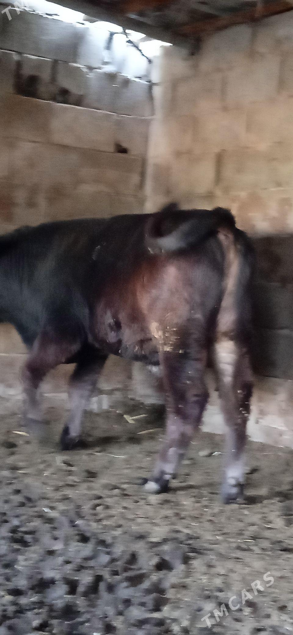 okiz - Бахарден - img 6