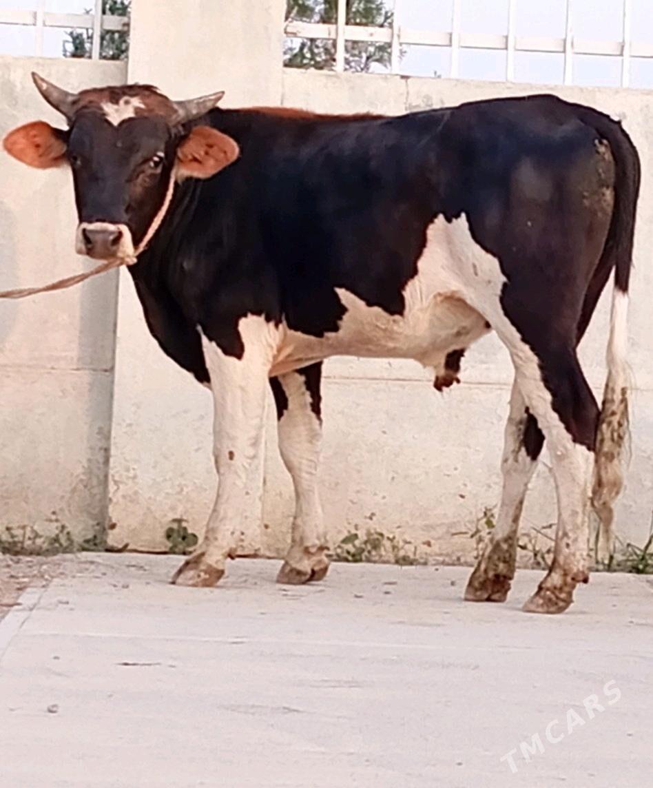 HÖWÜR ÖKÜZ - Гёкдепе - img 2