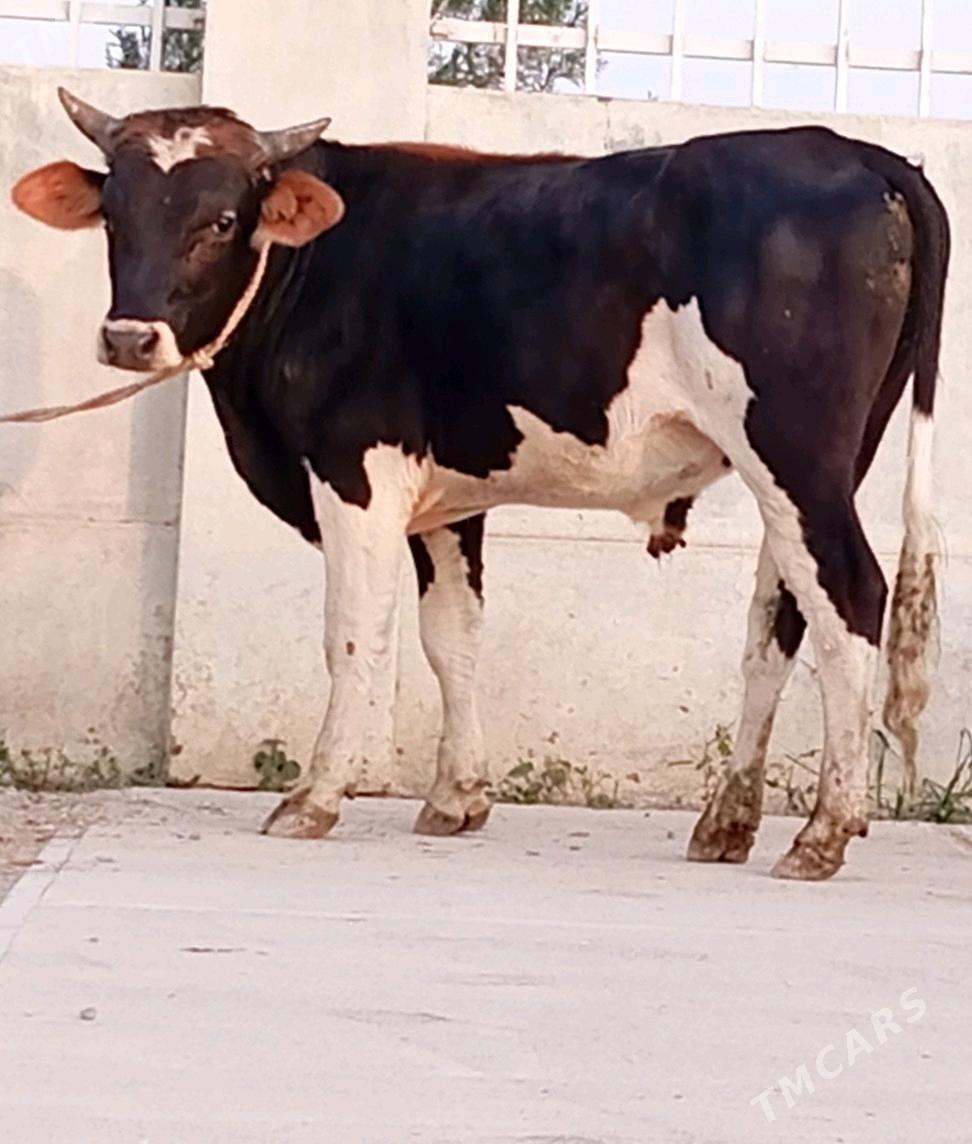 HÖWÜR ÖKÜZ - Гёкдепе - img 3