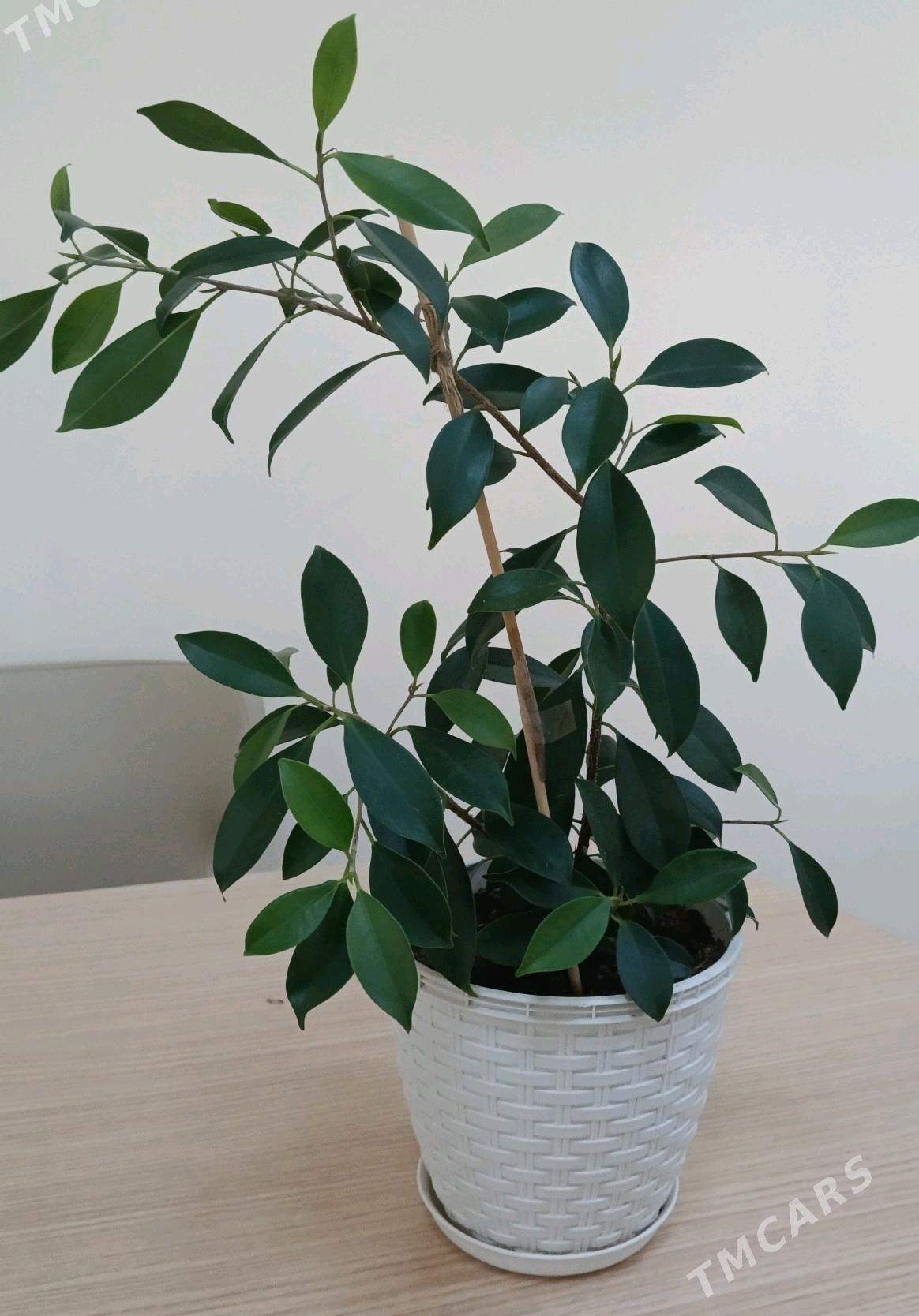 Guller - Aşgabat - img 1