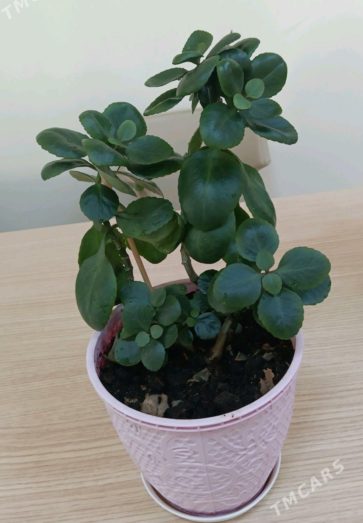 Guller - Aşgabat - img 2