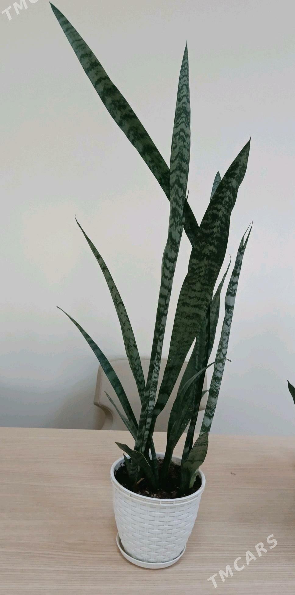 Guller - Aşgabat - img 3