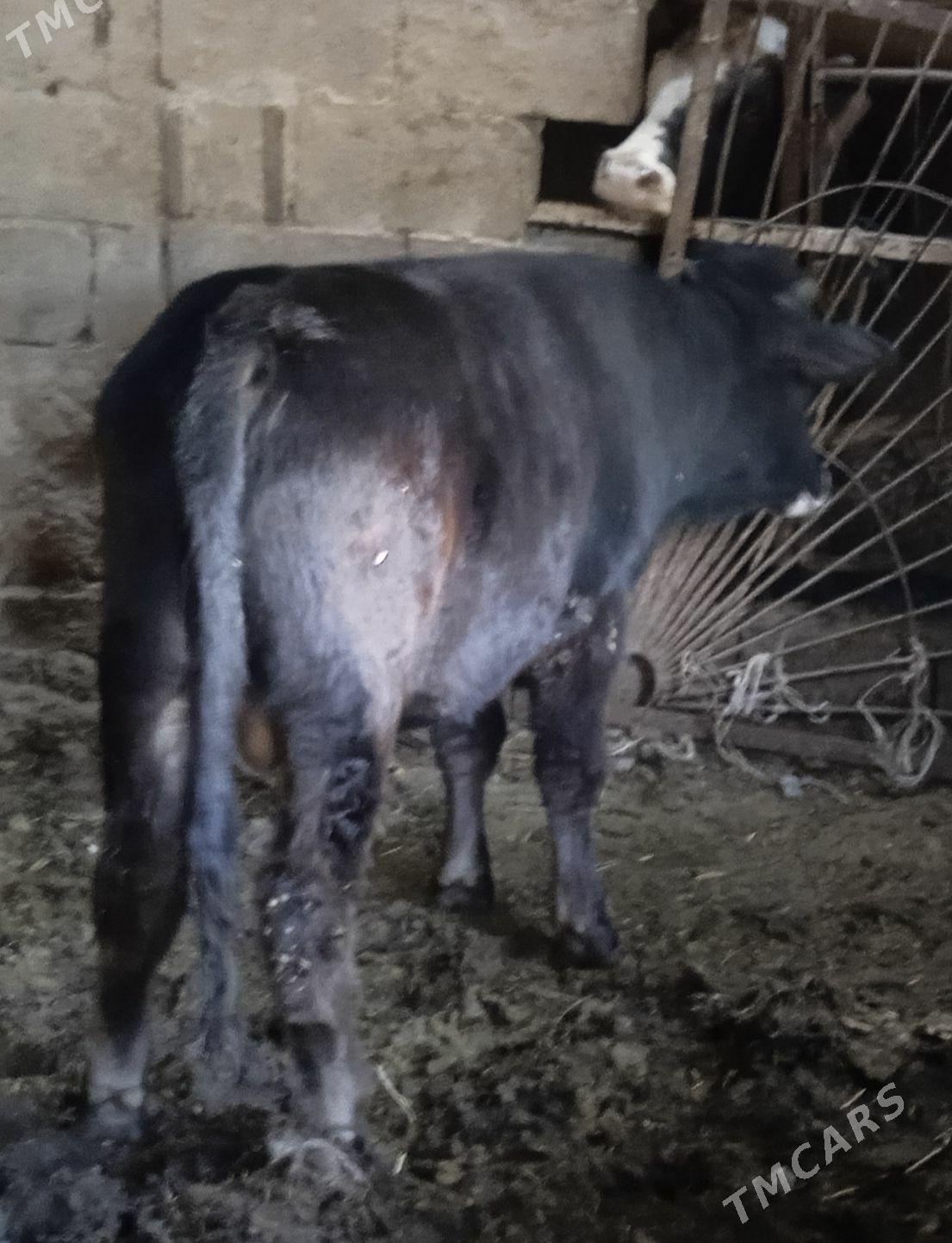 okiz - Бахарден - img 7