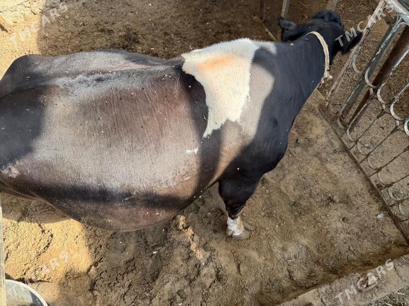 Sygyr - Чоганлы - img 6