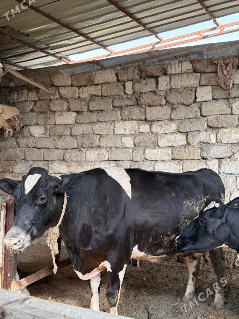 Sygyr - Чоганлы - img 4