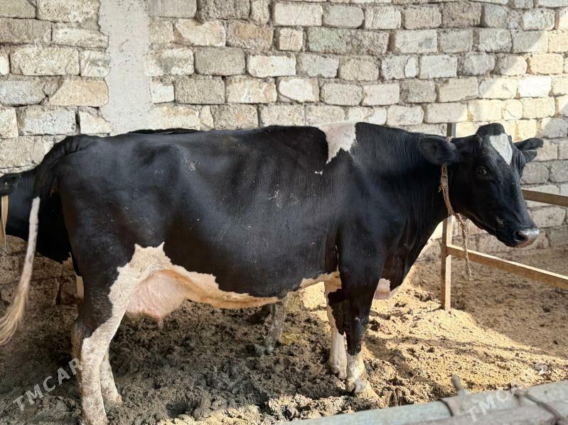 Sygyr - Чоганлы - img 7