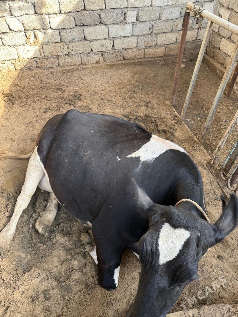 Sygyr - Чоганлы - img 2