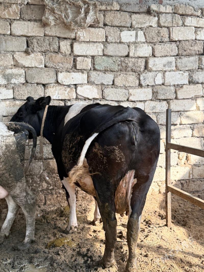 Sygyr - Чоганлы - img 5