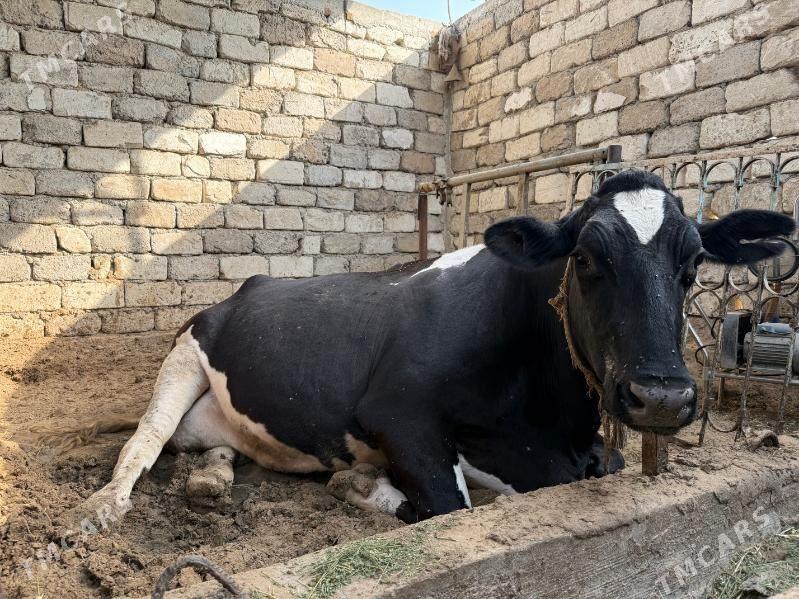 Sygyr - Чоганлы - img 3