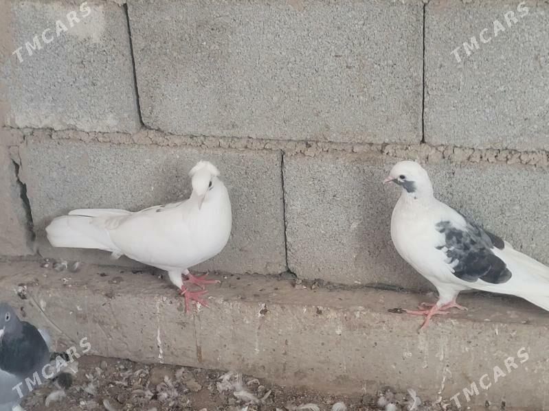 kepder - Köneürgenç - img 3