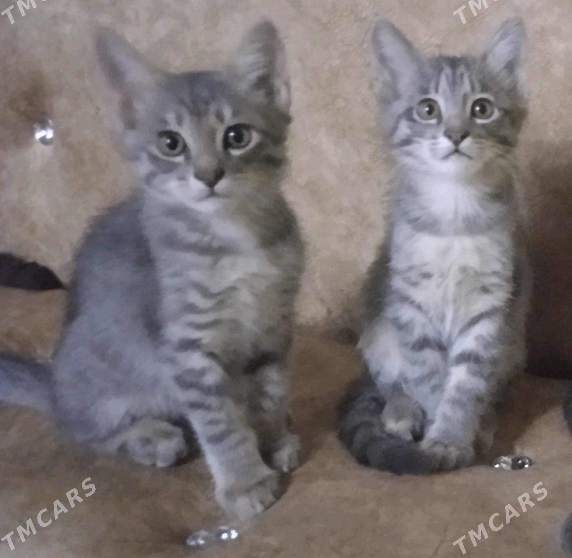 Котенки/   Pishikler - Шабатский этрап - img 4