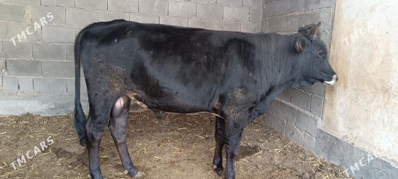 Öküz - Кака - img 5