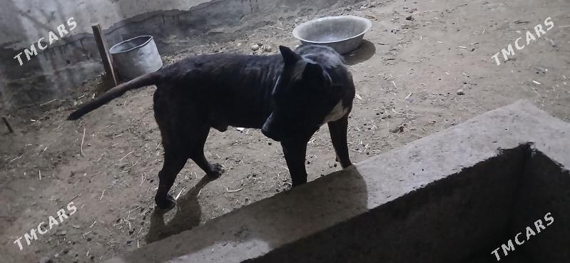 Pidbul - Türkmenabat - img 1