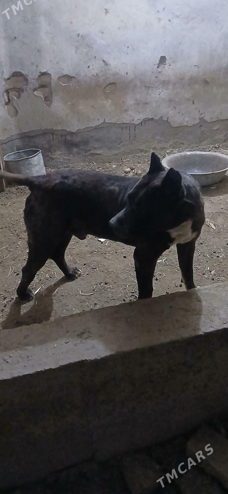 Pidbul - Türkmenabat - img 2