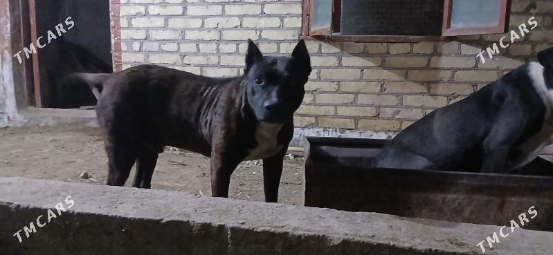 Pidbul - Türkmenabat - img 3