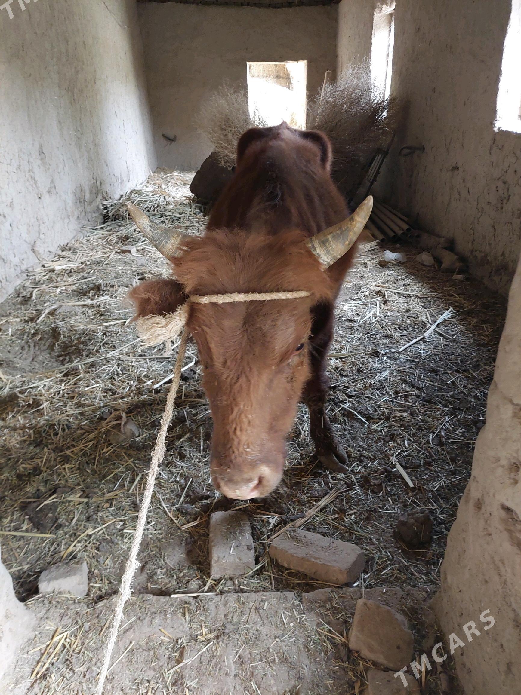 Öküz - Халач - img 2