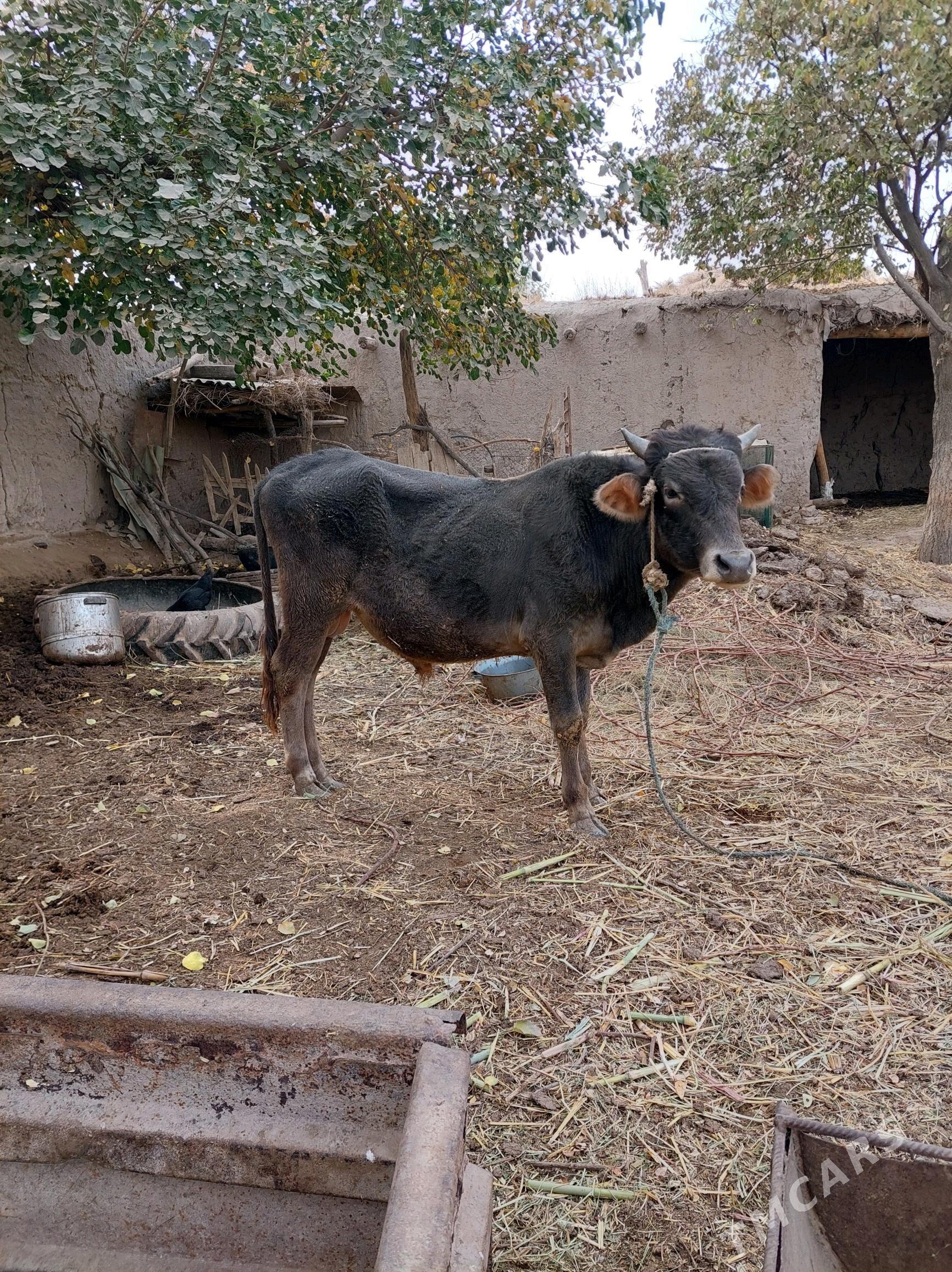 Öküz - Халач - img 4