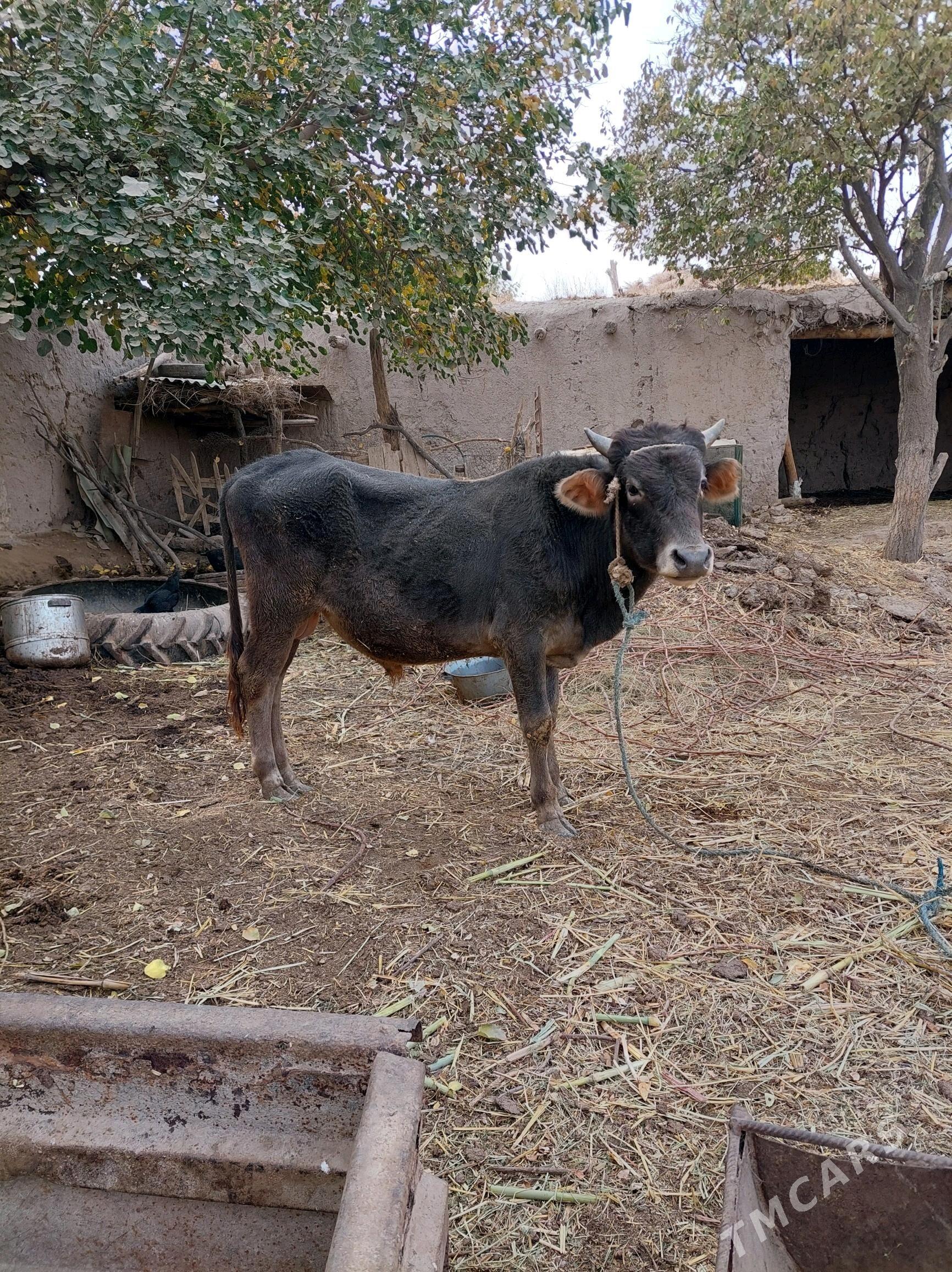 Öküz - Халач - img 5