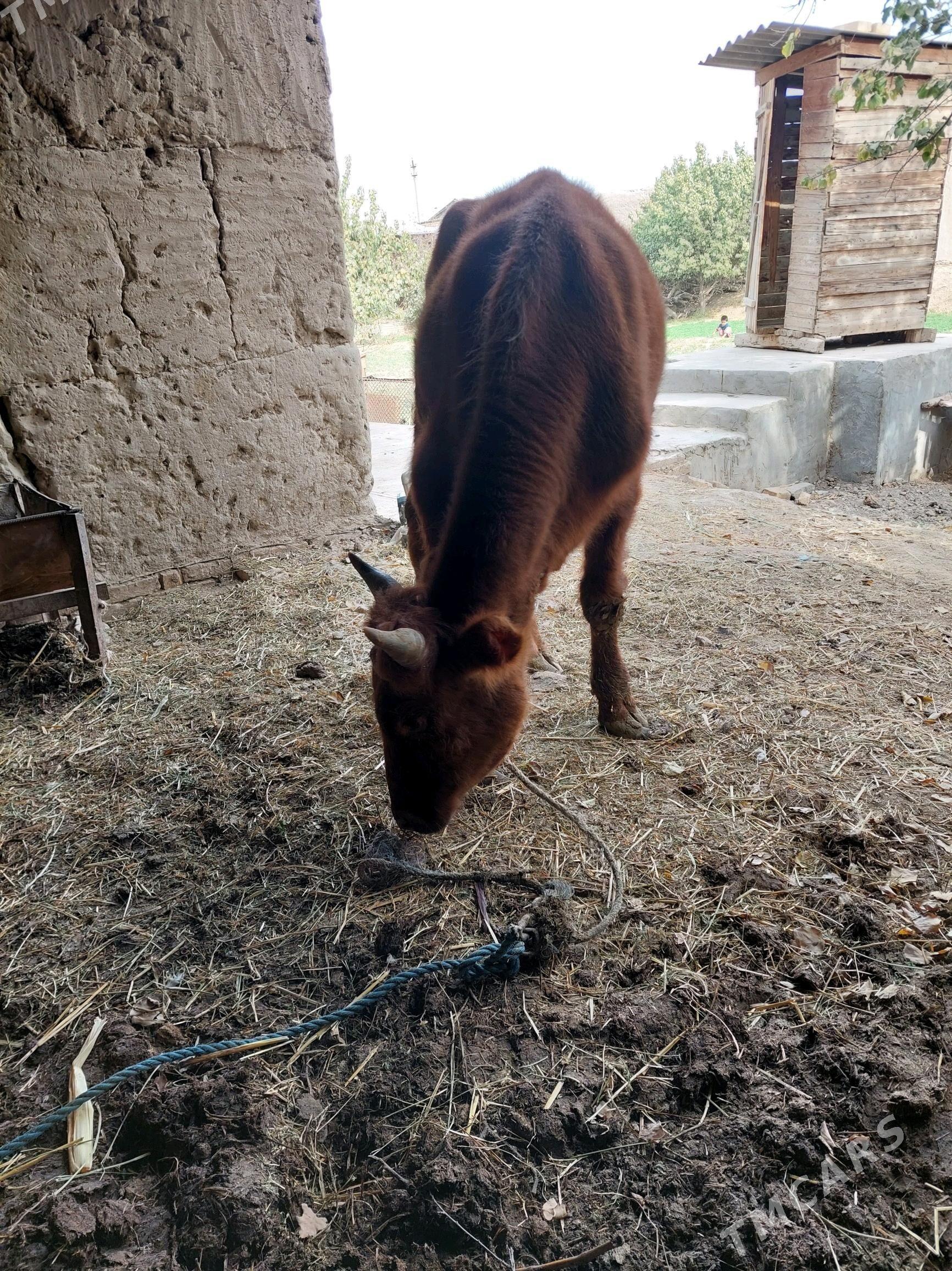 Öküz - Халач - img 7