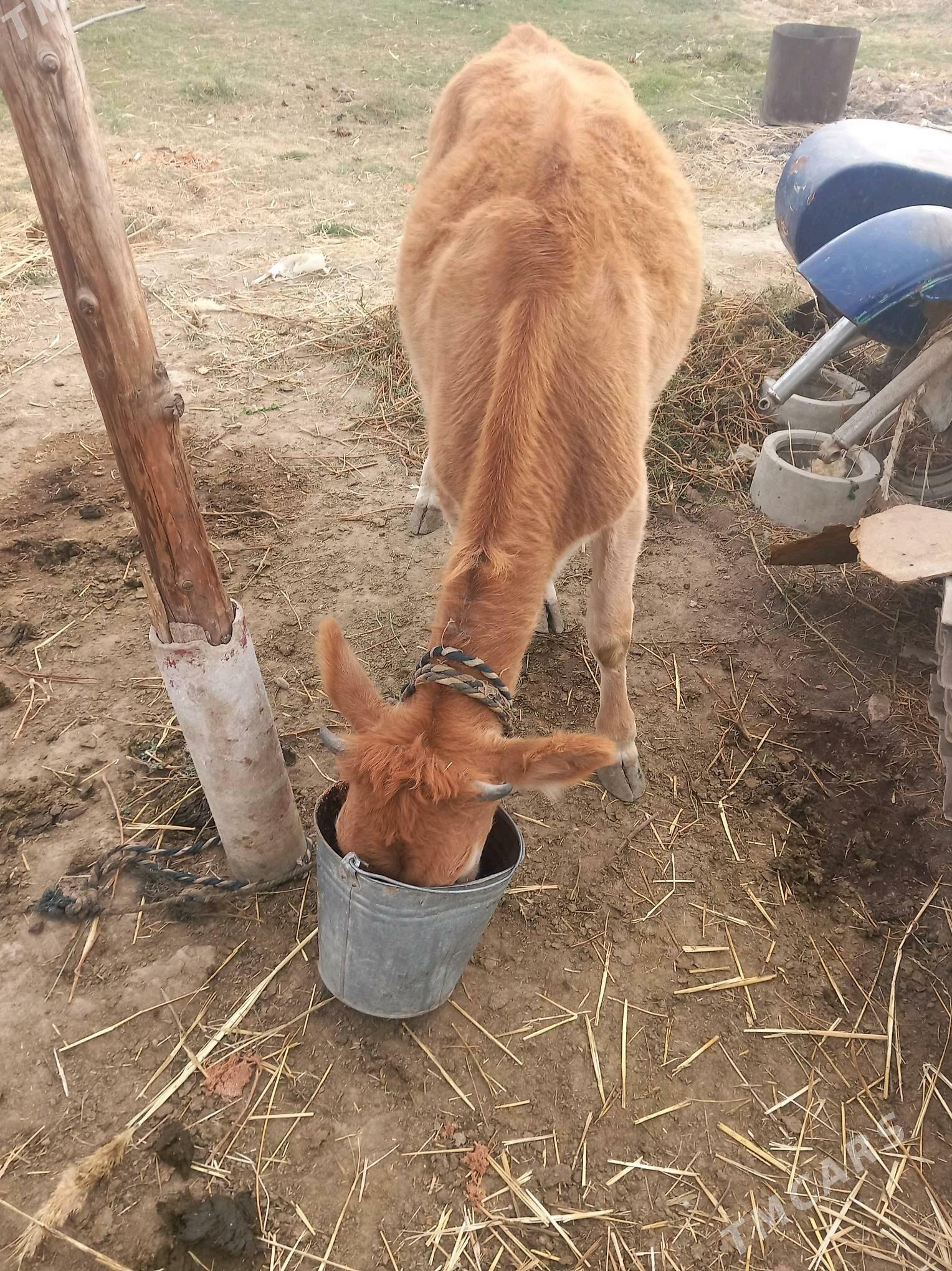 Gőle - Гёкдепе - img 4