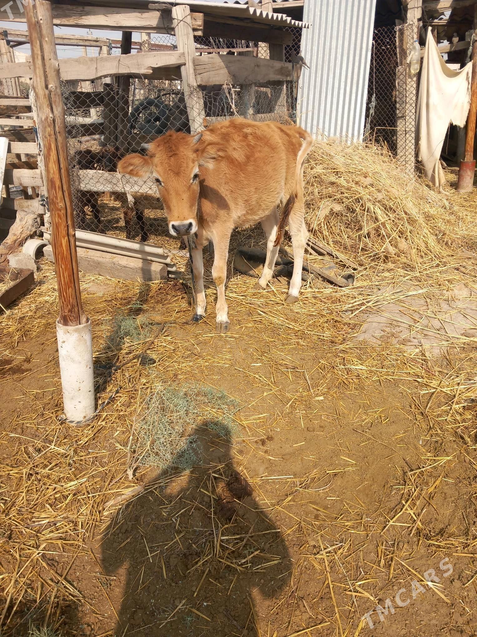 Gőle - Гёкдепе - img 2