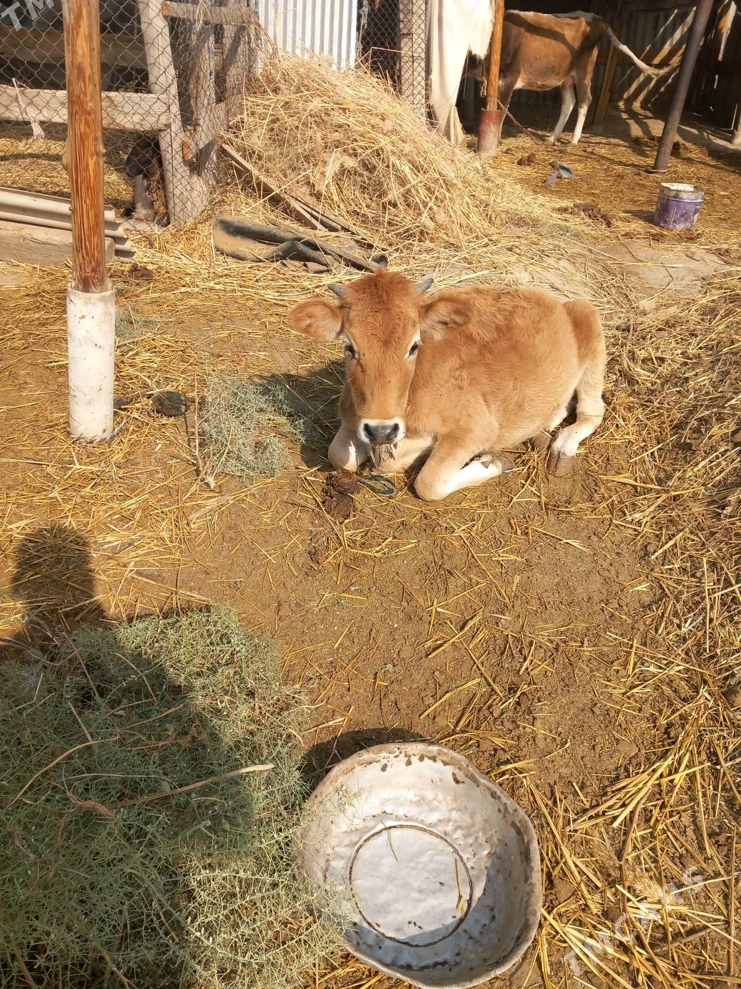 Gőle - Гёкдепе - img 3