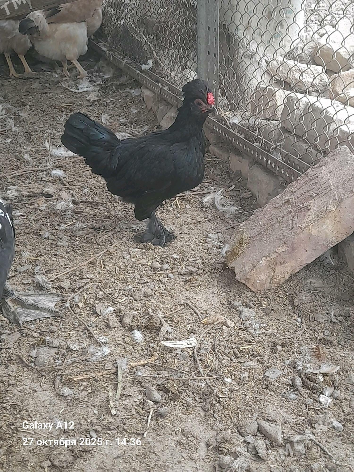 карлик - Чарджоу - img 2