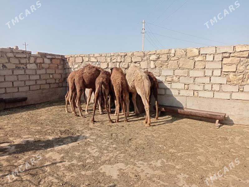 Torum - Эсенгулы - img 1