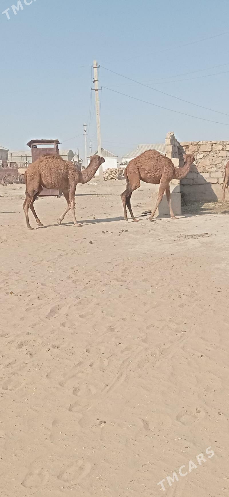 Torum - Эсенгулы - img 2