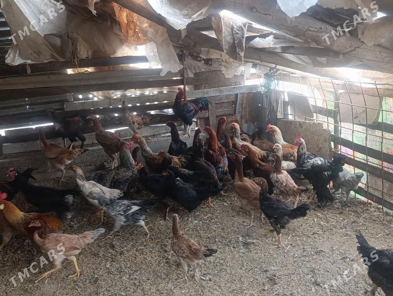 horaz - Сакар - img 4